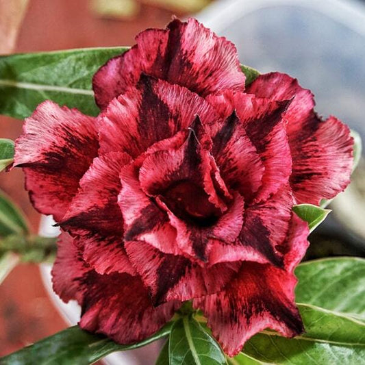 Adenium obesum SIAM 25-42