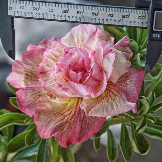 Adenium obesum SIAM 25-43