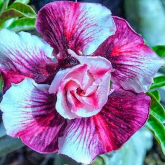 Adenium obesum SIAM 25-44