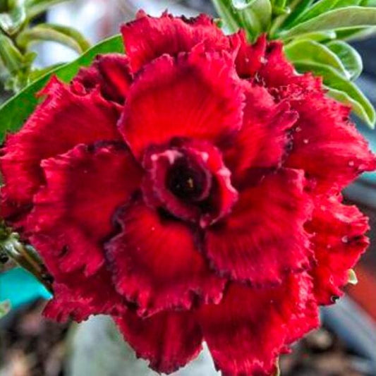 Adenium obesum SIAM 25-47
