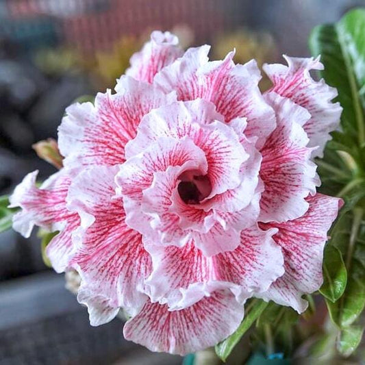 Adenium obesum SIAM 25-48