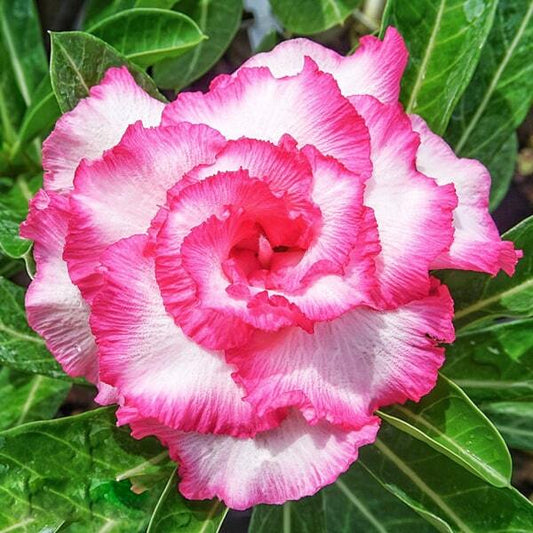 Adenium obesum SIAM 25-50