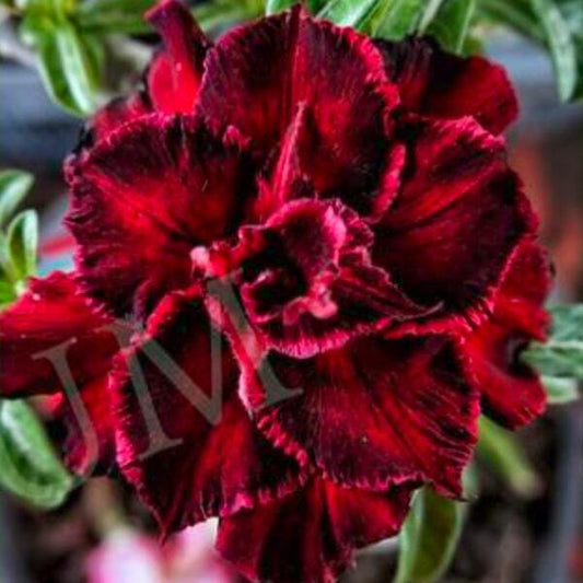 Adenium obesum SIAM 25-51