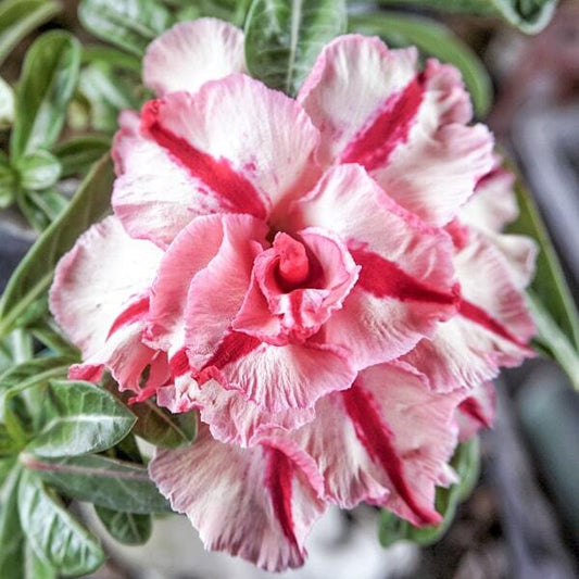 Adenium obesum SIAM 25-52