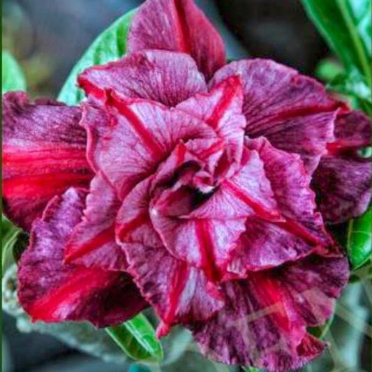 Adenium obesum SIAM 25-53