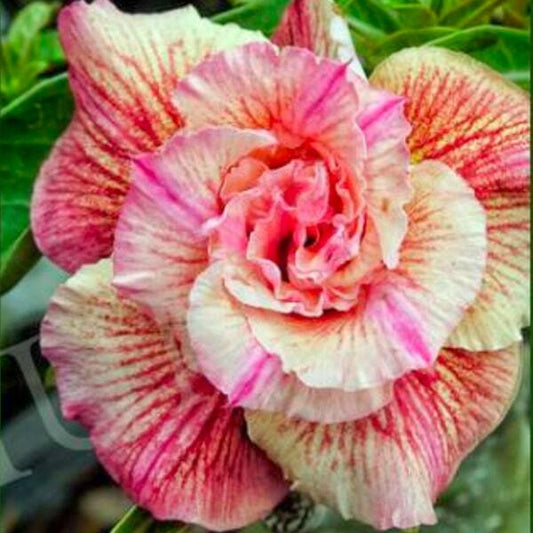 Adenium obesum SIAM 25-54