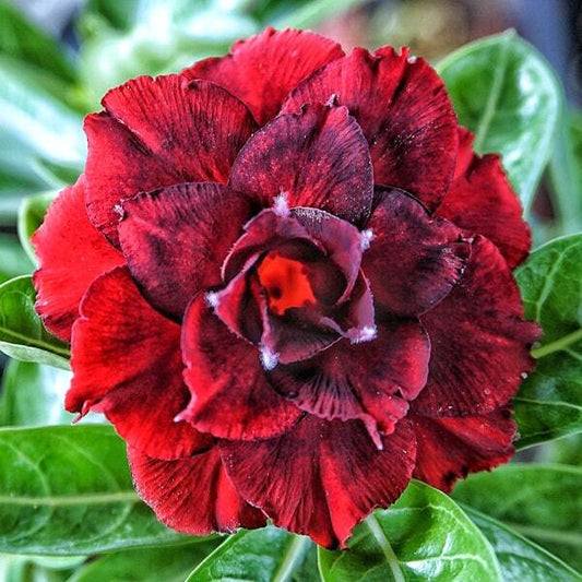 Adenium obesum SIAM 25-55
