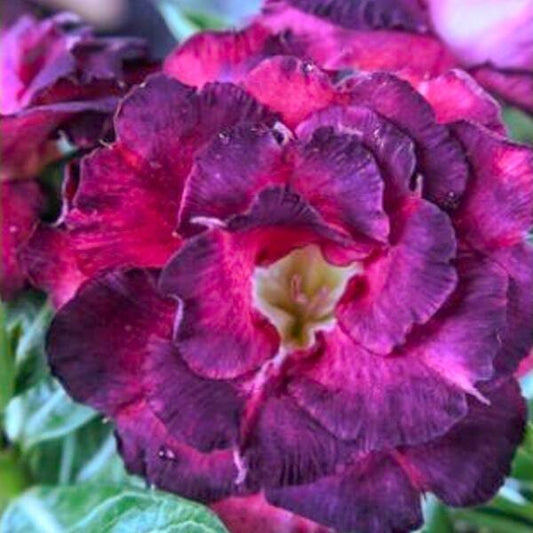 Adenium obesum SIAM 25-56