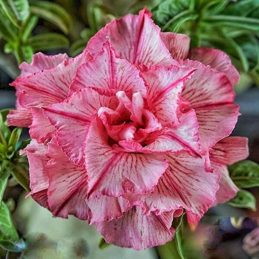 Adenium obesum SIAM 25-57