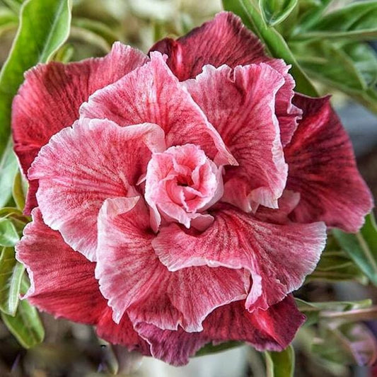 Adenium obesum SIAM 25-58