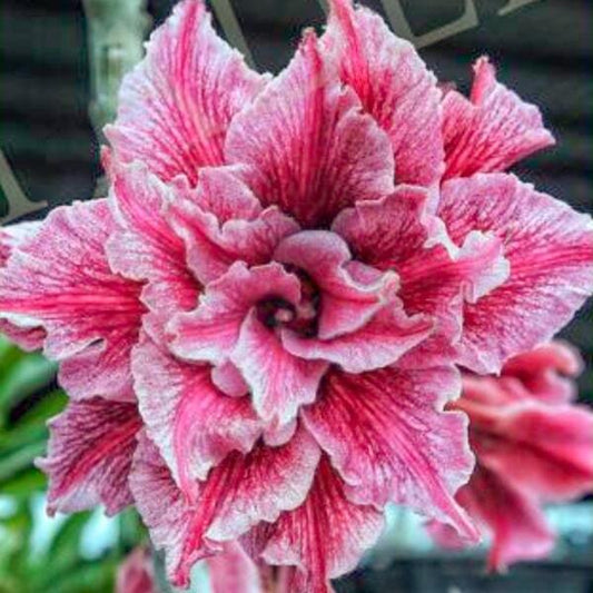 Adenium obesum SIAM 25-59