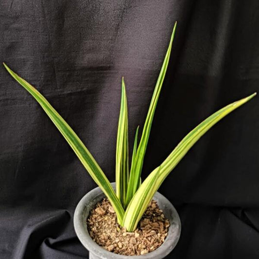 Sansevieria SIAM GREEN VAR