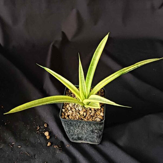 Sansevieria SILVER SILK VAR
