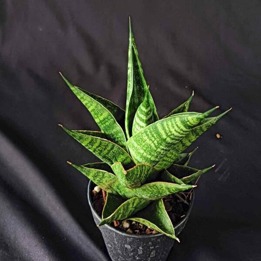Sansevieria SINDORO