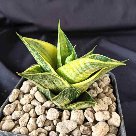 Sansevieria SINDORO VAR