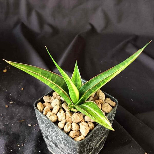 Sansevieria SNOW WHITE VAR