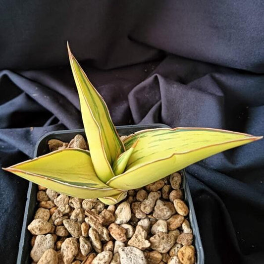 Sansevieria SRIKATON
