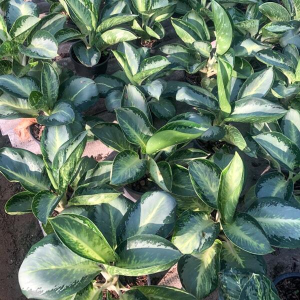 Aglaonema SEDTHEE GAN GLUAY