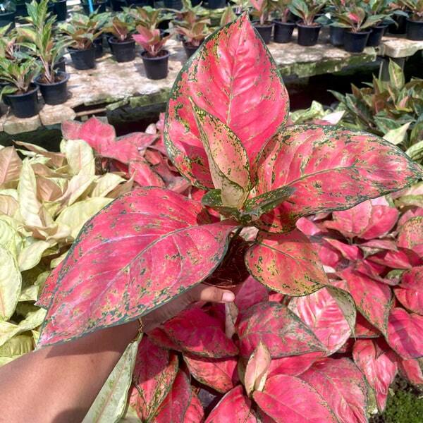 Aglaonema SEDTHEE RAYONG