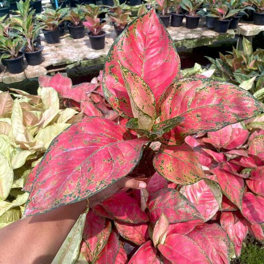 Aglaonema SEDTHEE RAYONG