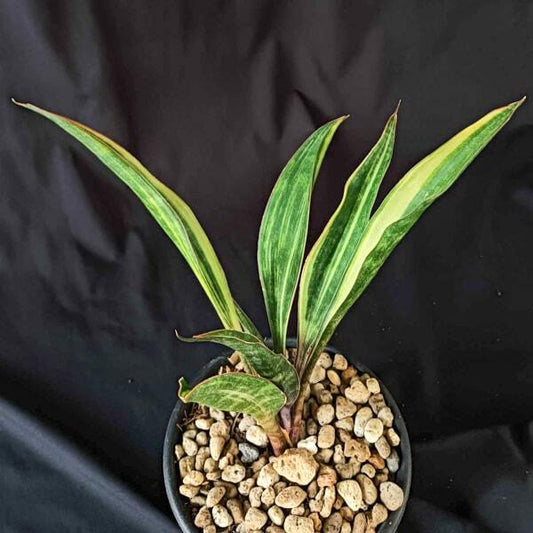 Sansevieria SUDWALLA CAVE PURPLE SPOON VAR