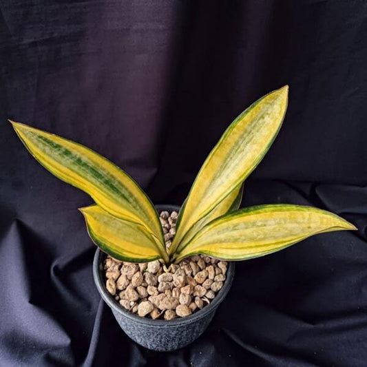 Sansevieria SUDWALLA CAVES VAR