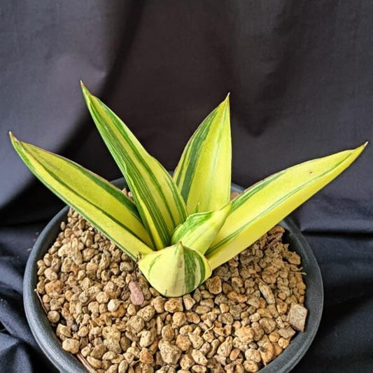 Sansevieria SUNNY VAR