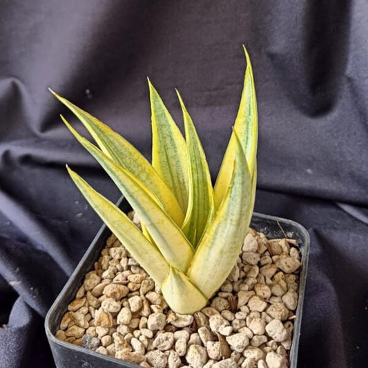 Sansevieria SWEET CALERY VAR