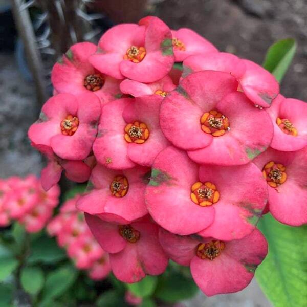 Euphorbia Milii SAB JARENSUK
