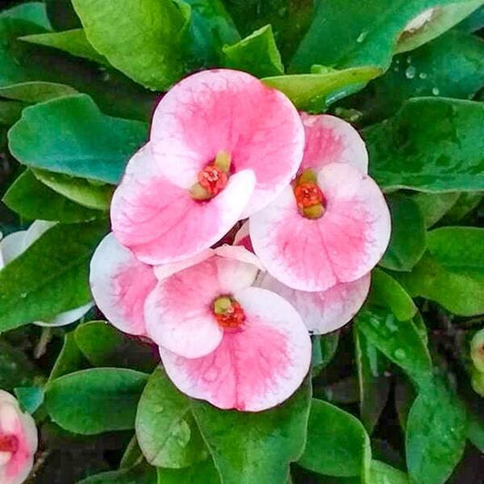 Euphorbia Milii SAB SEDTHEE