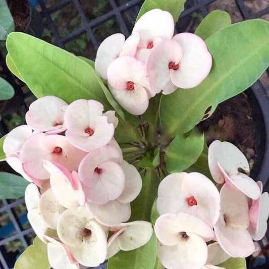 Euphorbia Milii SAB SOTHON