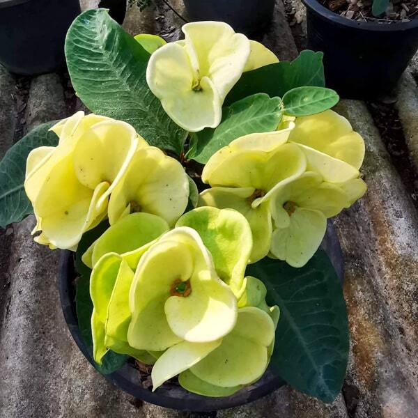 Euphorbia Milii SAB AREE