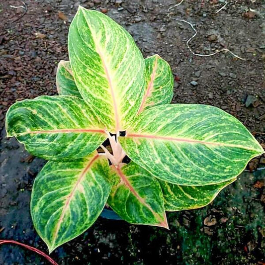 Aglaonema SAB NAREE