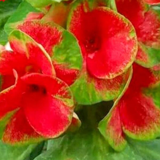 Euphorbia Milii SAB SOMPOD