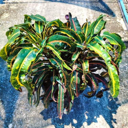 Croton SAENG SOM