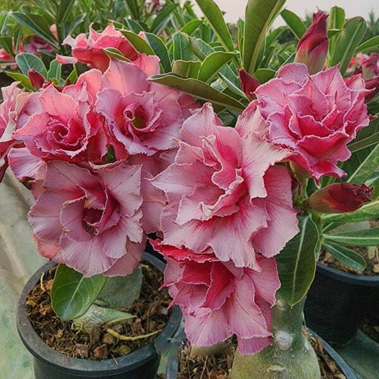 Adenium obesum SAIGON ROSE