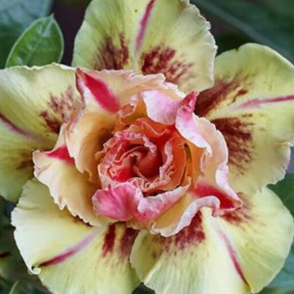 Adenium obesum SAILOR MOON