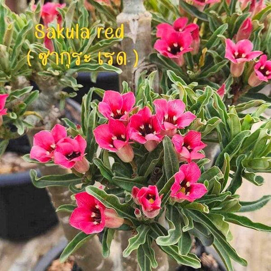 Adenium obesum SAKURA RED