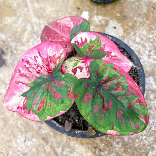 Caladium SAM MUK