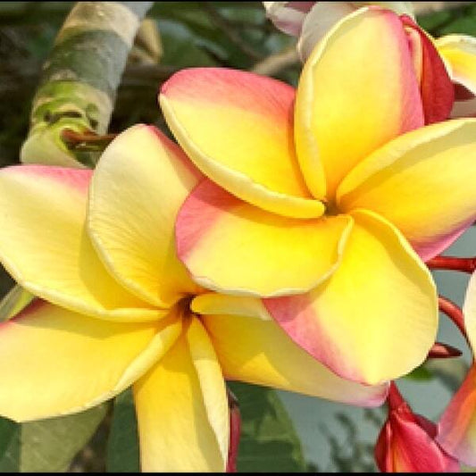 Plumeria SAM SEE