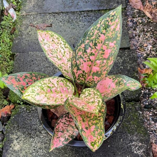 Aglaonema SAN RAM RUAY