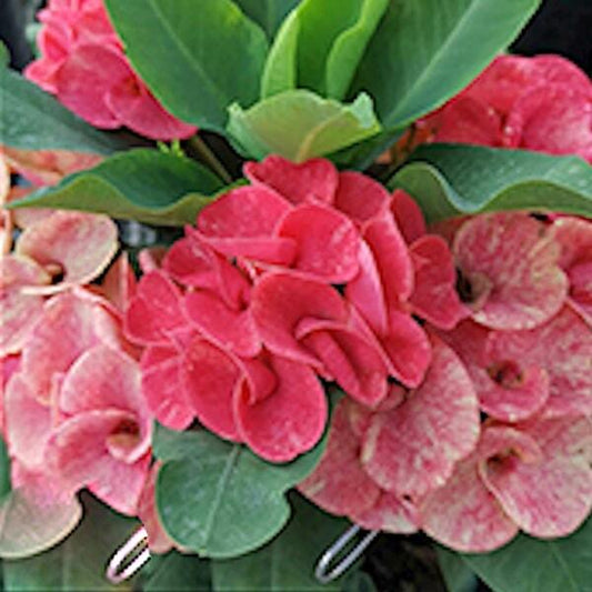 Euphorbia Milii SANAM CHAI