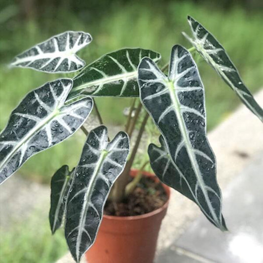 Alocasia SANDERIANA