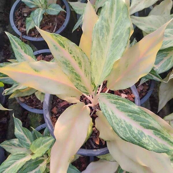 Aglaonema SANDY