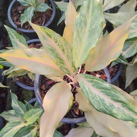 Aglaonema SANDY