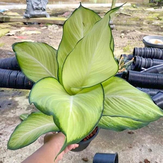 Dieffenbachia SANG CHANDRA