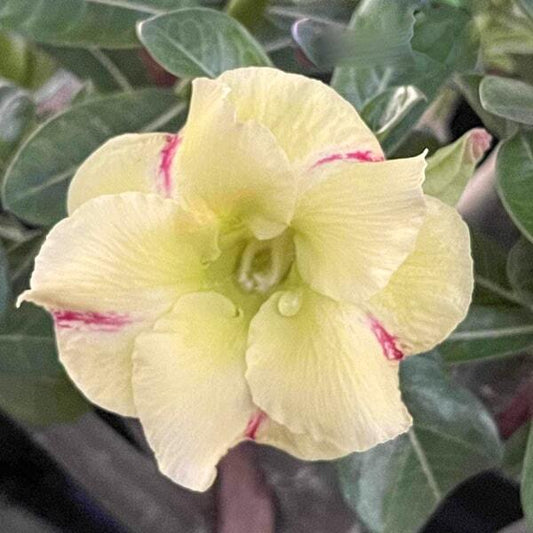 Adenium obesum SANG RUNG