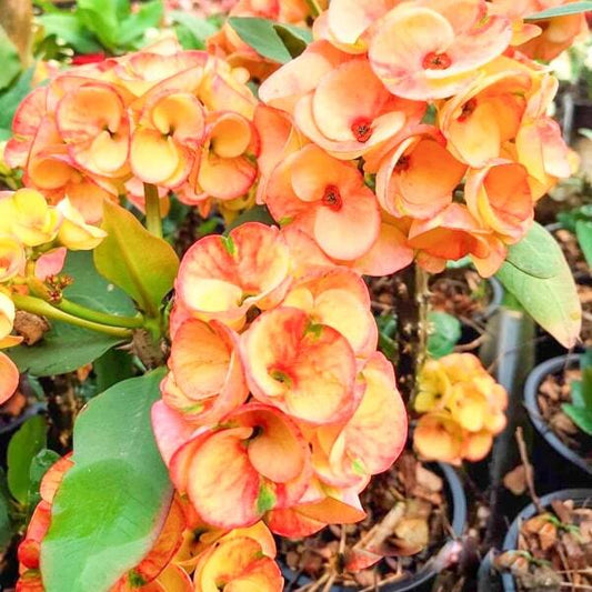 Euphorbia Milii SANG SURIYA