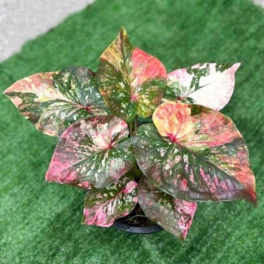 Caladium SAO NAKHON CHAISI