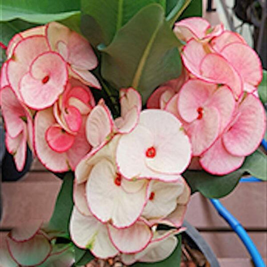 Euphorbia Milii SAO PADREW